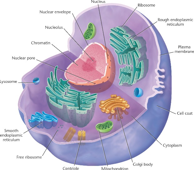 animal organelles