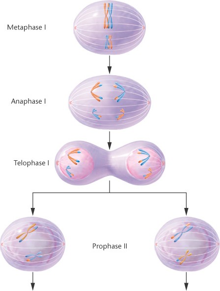 meiosis vs mitosis. MEIOSIS VS MITOSIS - Page 7