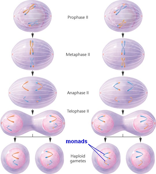 Haploid Meiosis