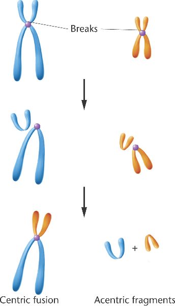 robertsonian translocation animation