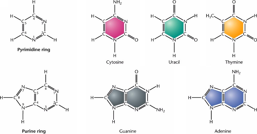 nitrogenous-bases-html-10-09-nitrogenous-bases-jpg