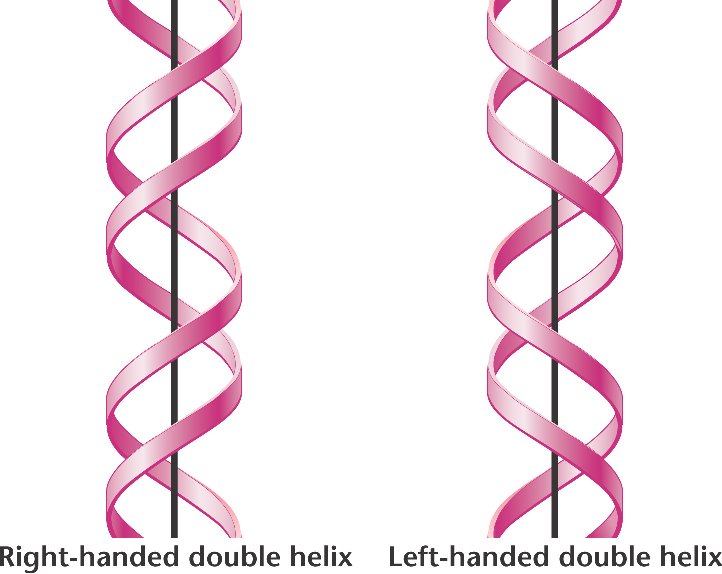 Double helix right handed html 10 15 double helix right handed jpg