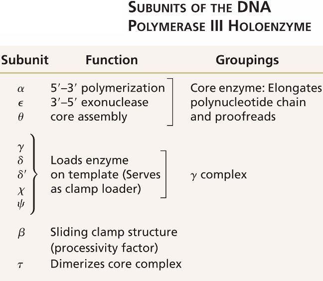 Dna Polymerase Iii