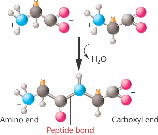 peptide-bond-html-14-17-peptide-bond-jpg