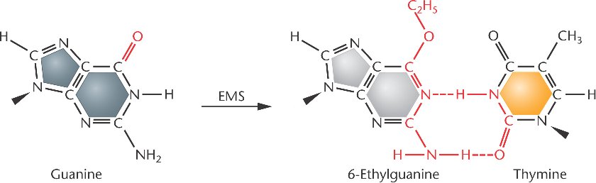 alkylating-agents