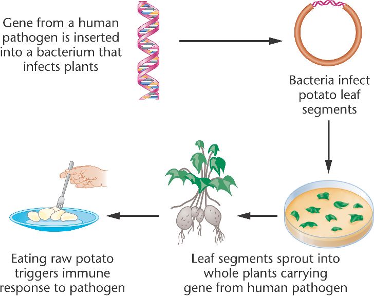 What are the advantages of genetic engineering