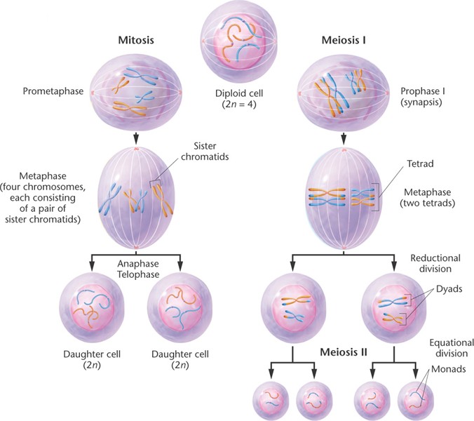 mitosis-meiosis-html-02-08-mitosis-meiosis-jpg