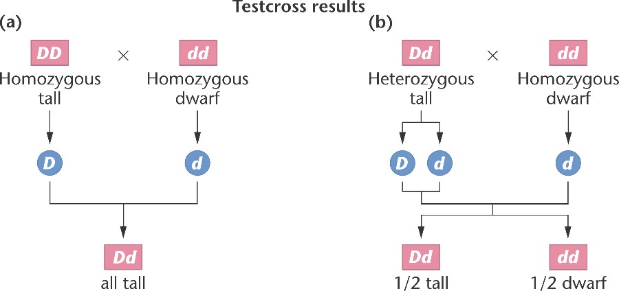 Test Cross Definition