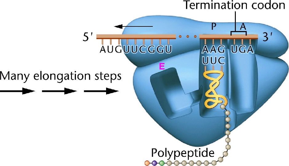 Рибосомы синтезируют полипептиды. Элонгация трансляции. Терминация трансляции. Процесс элонгации полипептидной цепи. Процесс элонгации полипептидной цепи на рибосоме.