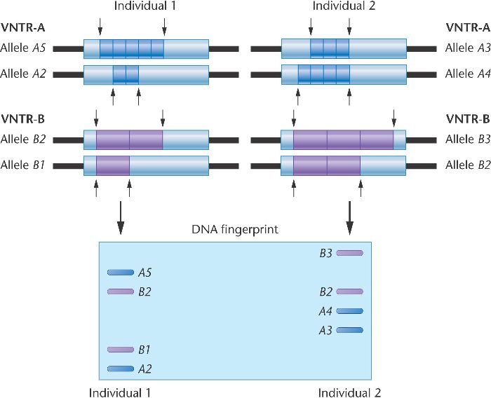 Variable Number Tandem Repeats