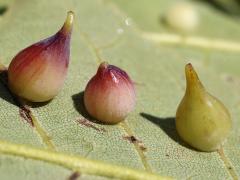 (Hickory Onion Gall Midge) underside galls on Shagbark Hickory