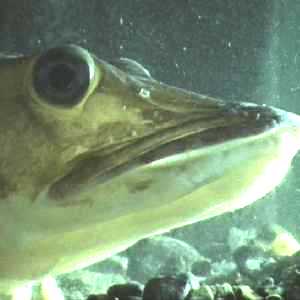 Biology Videos Species by Common Name